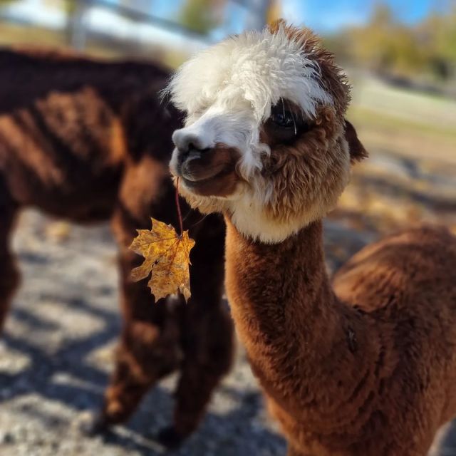 Unser Bild des Tages.
Unser Angelo genießt auf der Weide den wunderschönen Herbsttag.