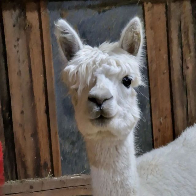 Unser heutiges Foto des Tages kommt aus unserem Stall. Emmy hat sich für euch in Schale geworfen. Wit wünschen euch einen wunderschönen Abend.